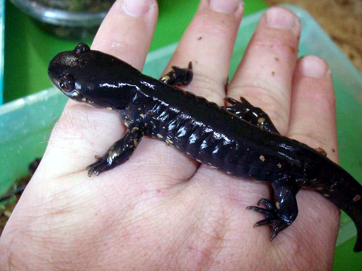 Eastern Tiger Salamander (Ambystoma t. tigrinum)