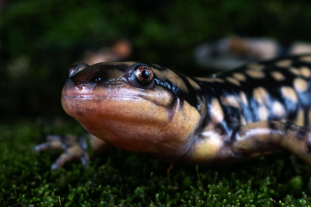 Eastern Tiger Salamander (looking at you!)