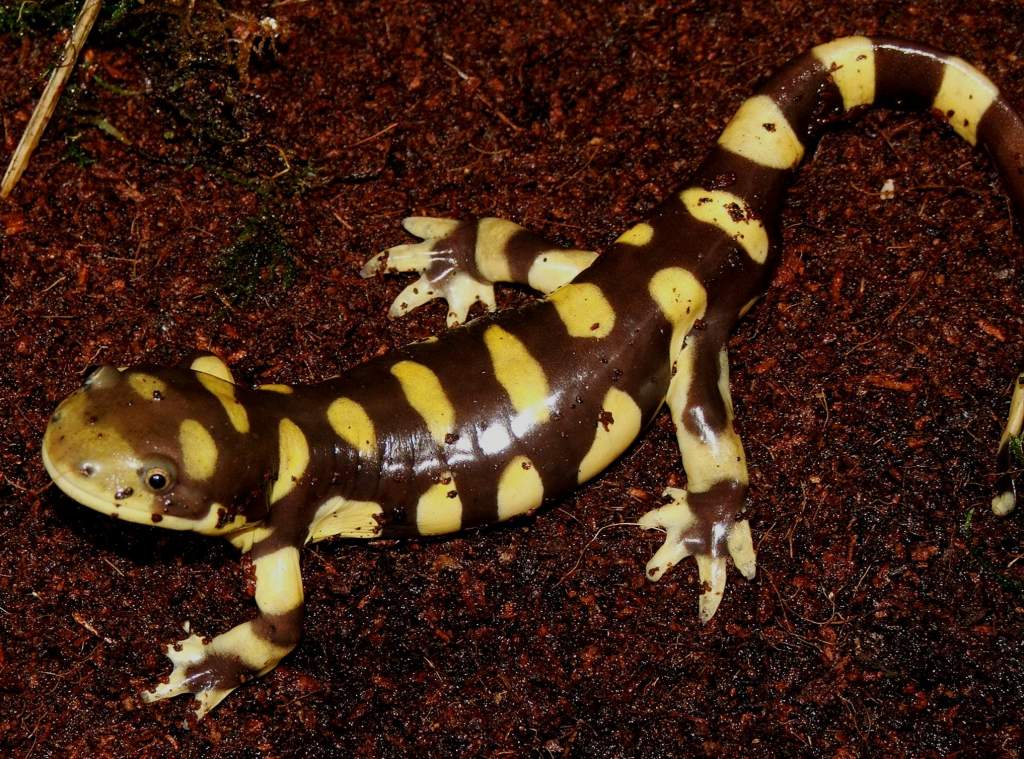 Eastern Tiger Salamander Male
Nomenclature: Ambystoma tigrinum.

© 2013 (These are my own photographs, please ask permission before using)