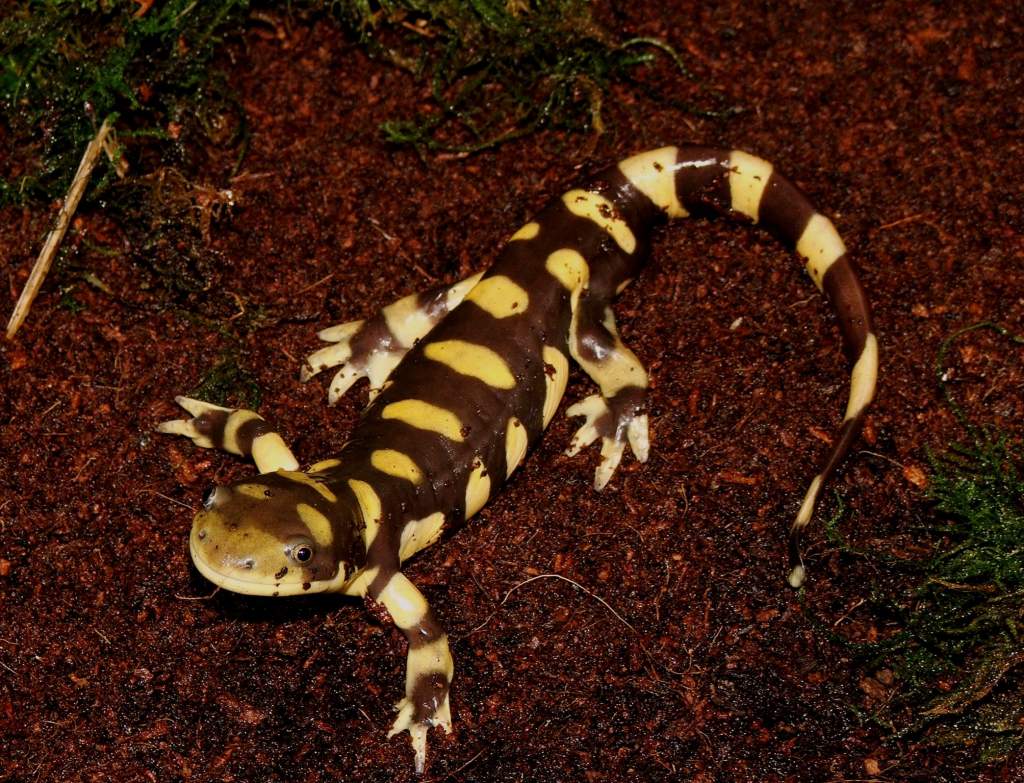 Eastern Tiger Salamander Male
Nomenclature: Ambystoma tigrinum.

© 2013 (These are my own photographs, please ask permission before using)