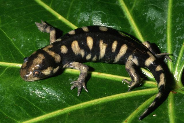 Eastern Tiger Salamander (my favorite!)