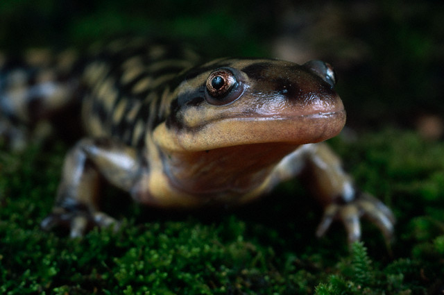 Eastern Tiger Salamander (still looking at you!)