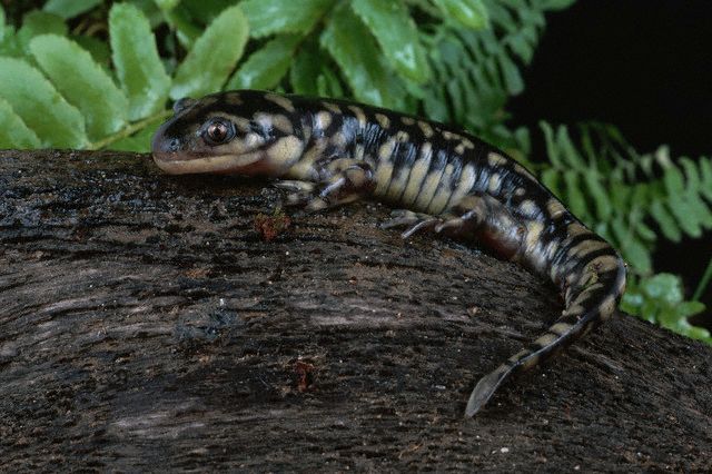 Eastern Tiger Salamander