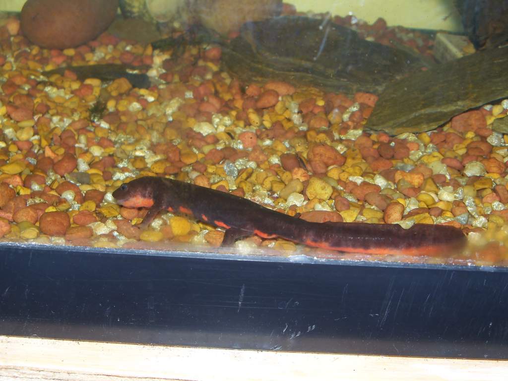 eating a worm, this newt is so active and curious. whenever i pass his aquarium he sits with his nose against the glass and tries to follow me. he nor