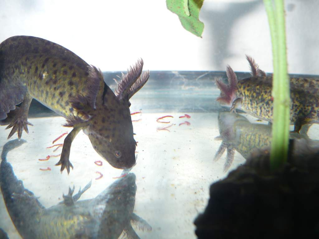 Eating bloodworms