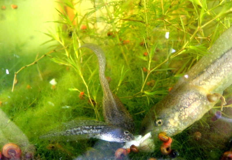 Eating fish meat..you can see a rana ridibunda tadpole that also hibernated and morphed the next spring