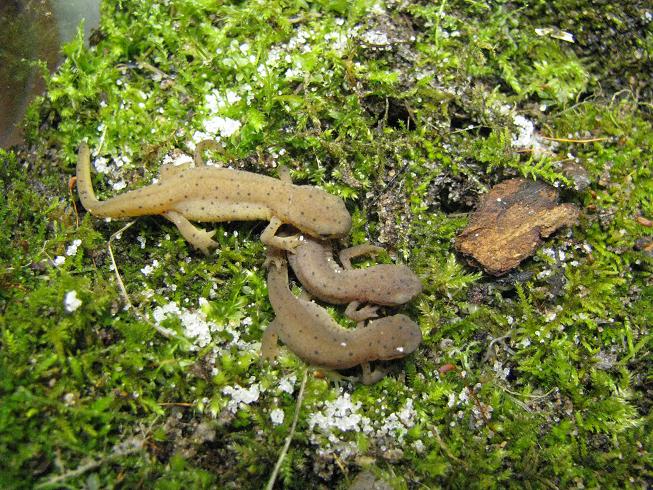 Efts that were under the hide. They are starting to vary in color.