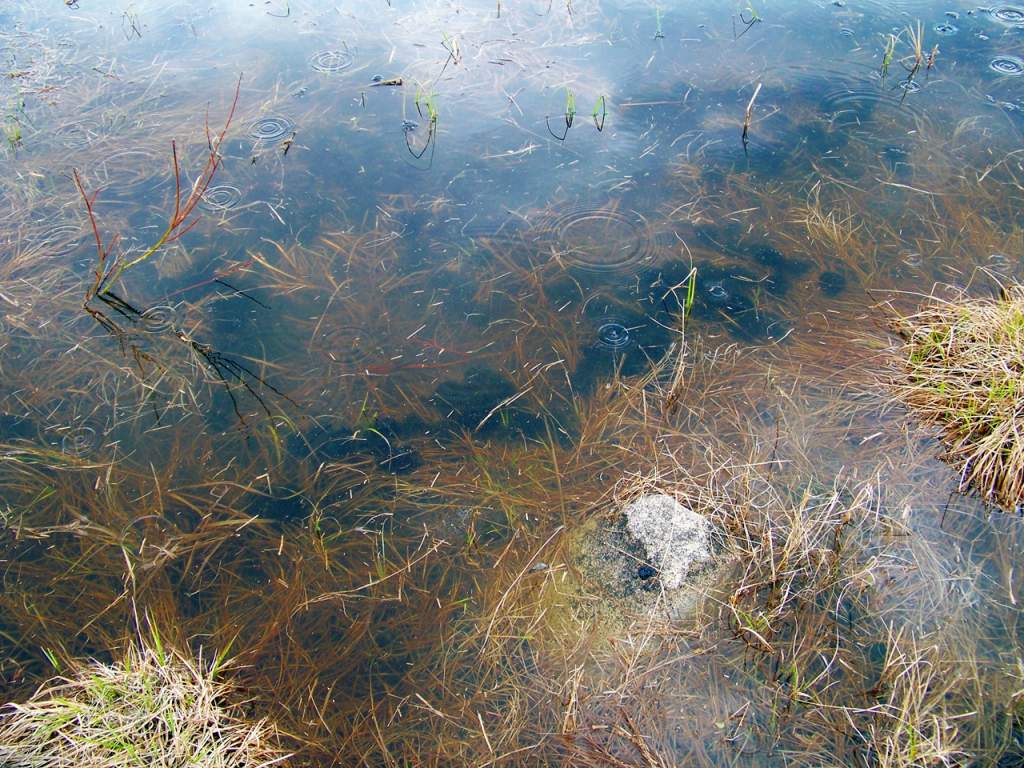 Egg masses