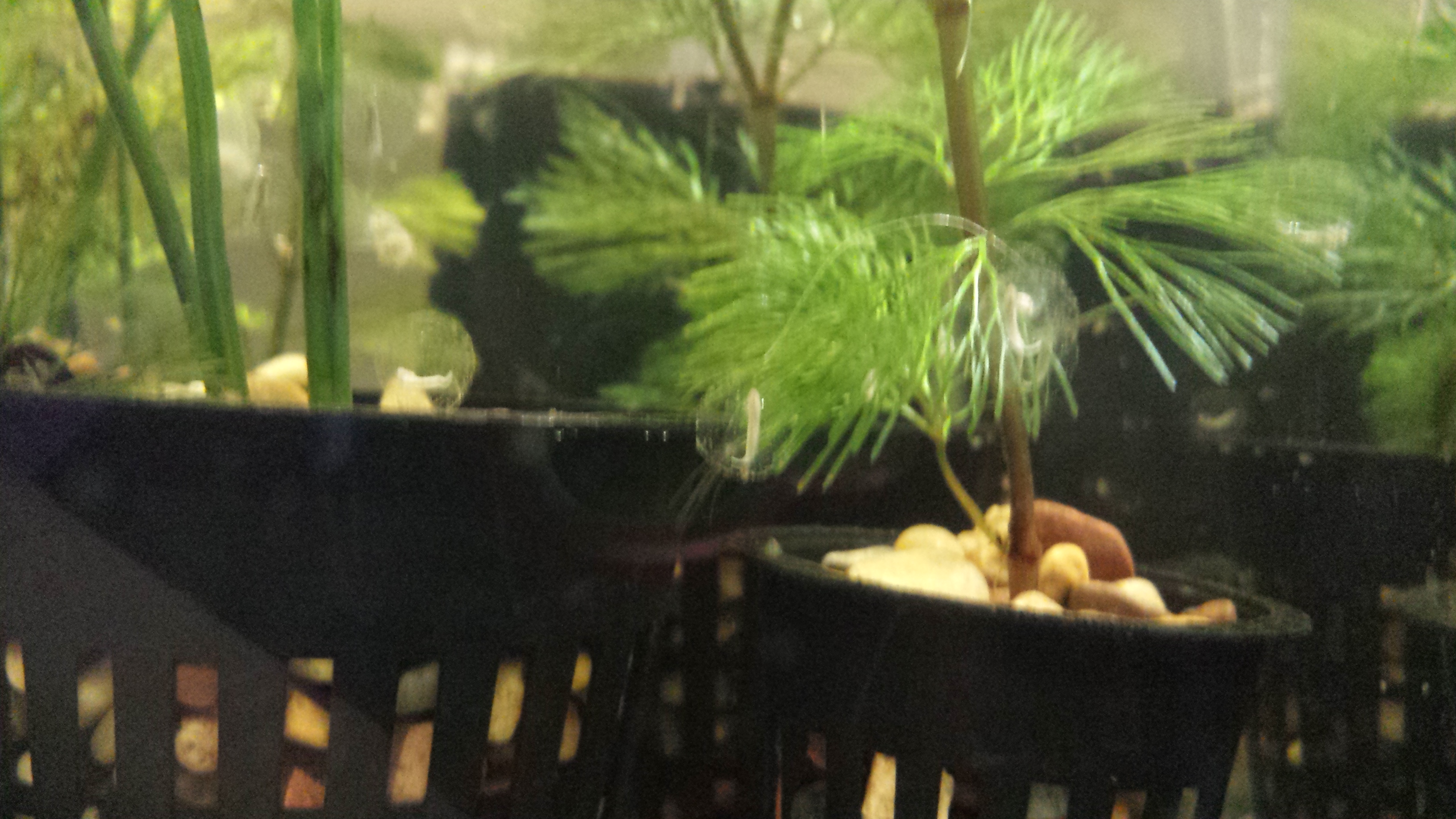 Eggs and larvae

rather than moving the eggs or plants, I just moved the newts to a new tank after they laid the eggs