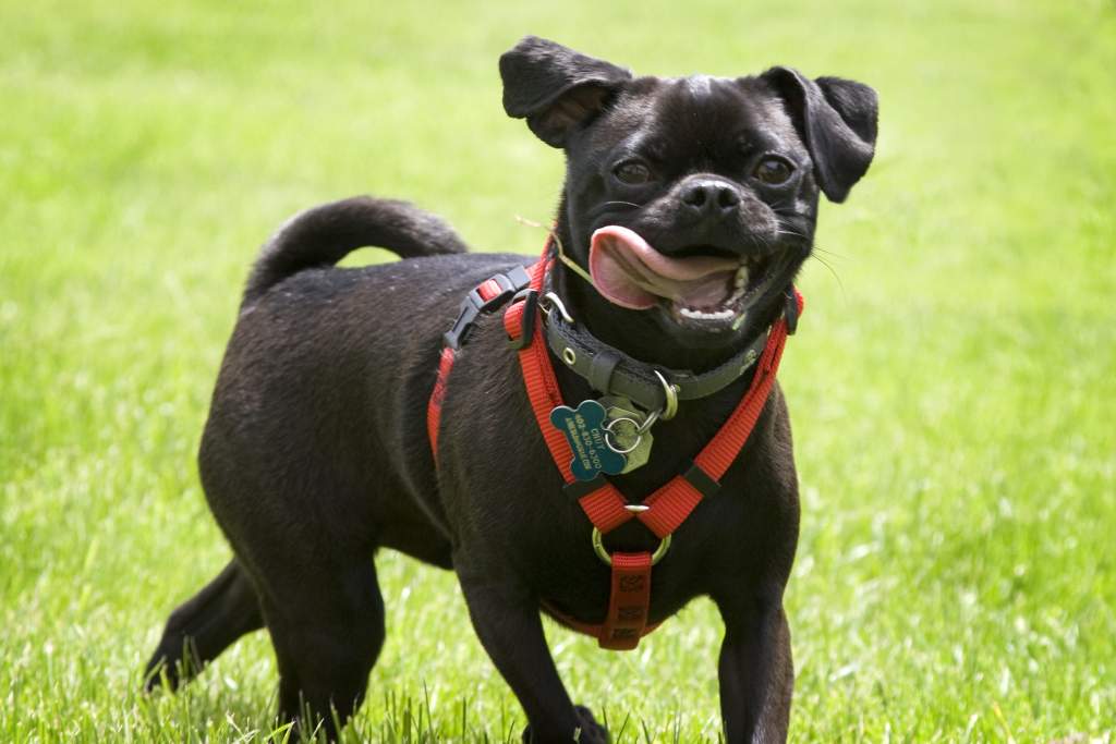 El chuycabara del perro negro de dia de jucio final!