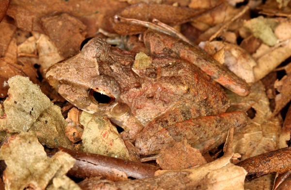 Eleutherodactylus fitzingeri - Fitzinger's Rainfrog