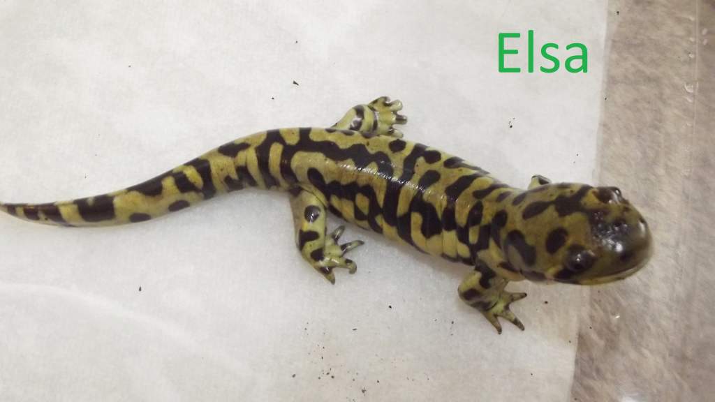 Elsa, juvenile female