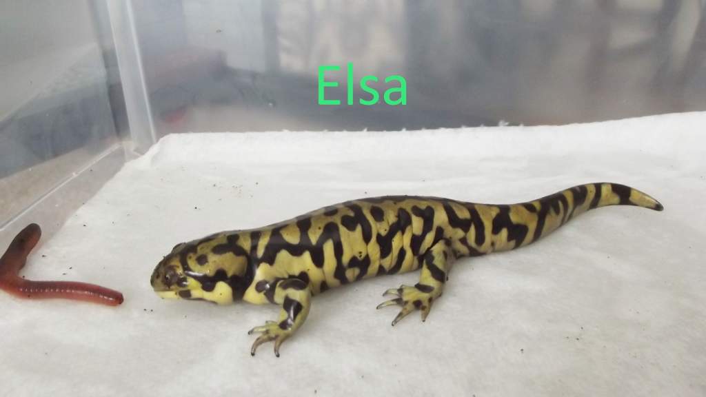 Elsa, juvenile female