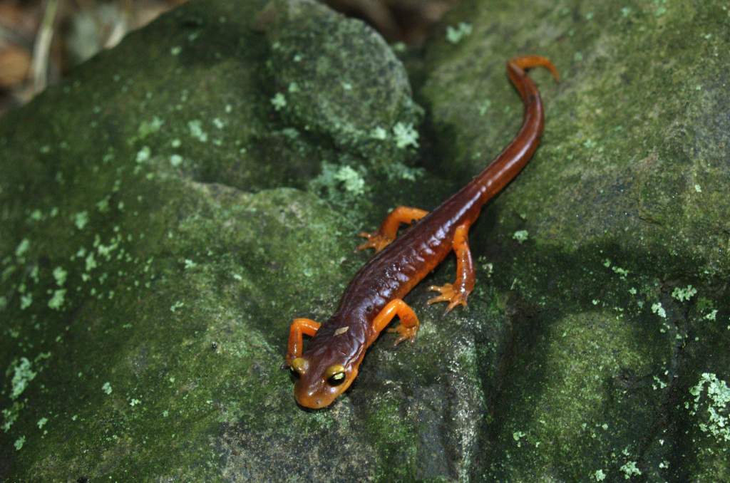 Ensatina e. Xanthroptica:male