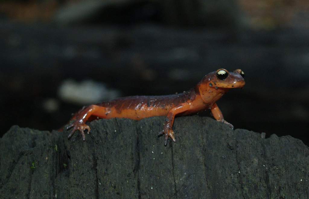 Ensatina e. Xanthroptica