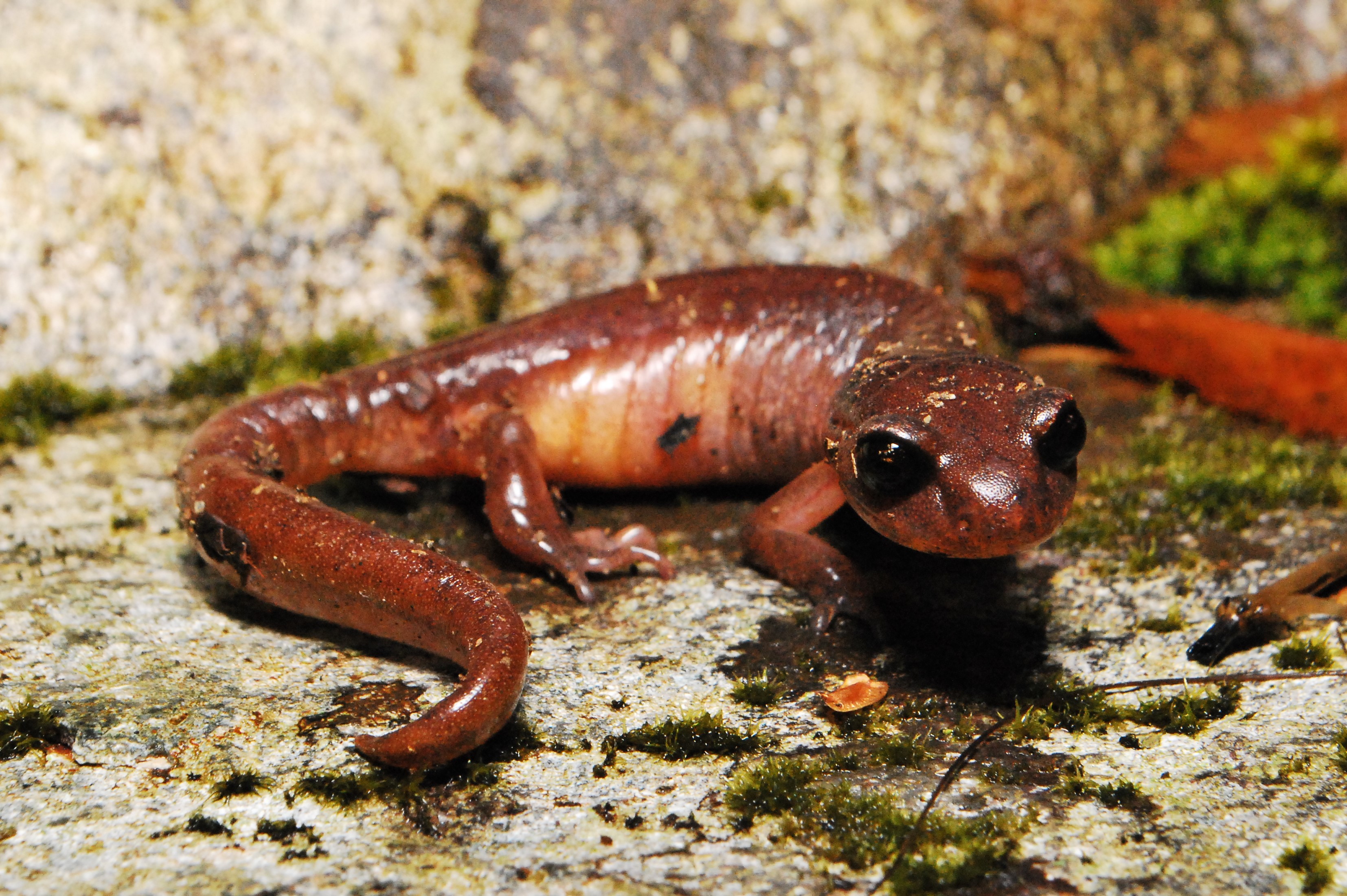 Ensatina eschscholtzii oregonensis