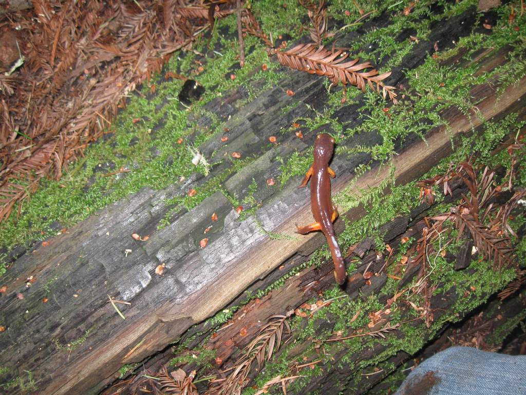 Ensatina eschscholtzii xanthoptica, Santa Cruz County