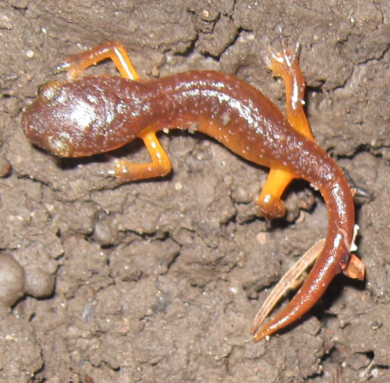 Ensatina eschscholtzii xanthoptica, Santa Cruz County