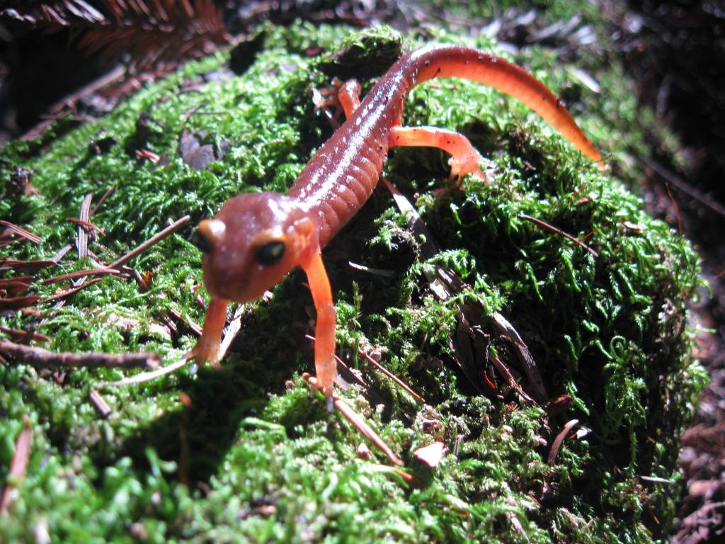 Ensatina eschscholtzii xanthoptica, Santa Cruz County