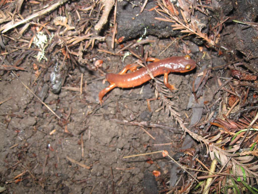 Ensatina eschscholtzii xanthoptica, Santa Cruz County