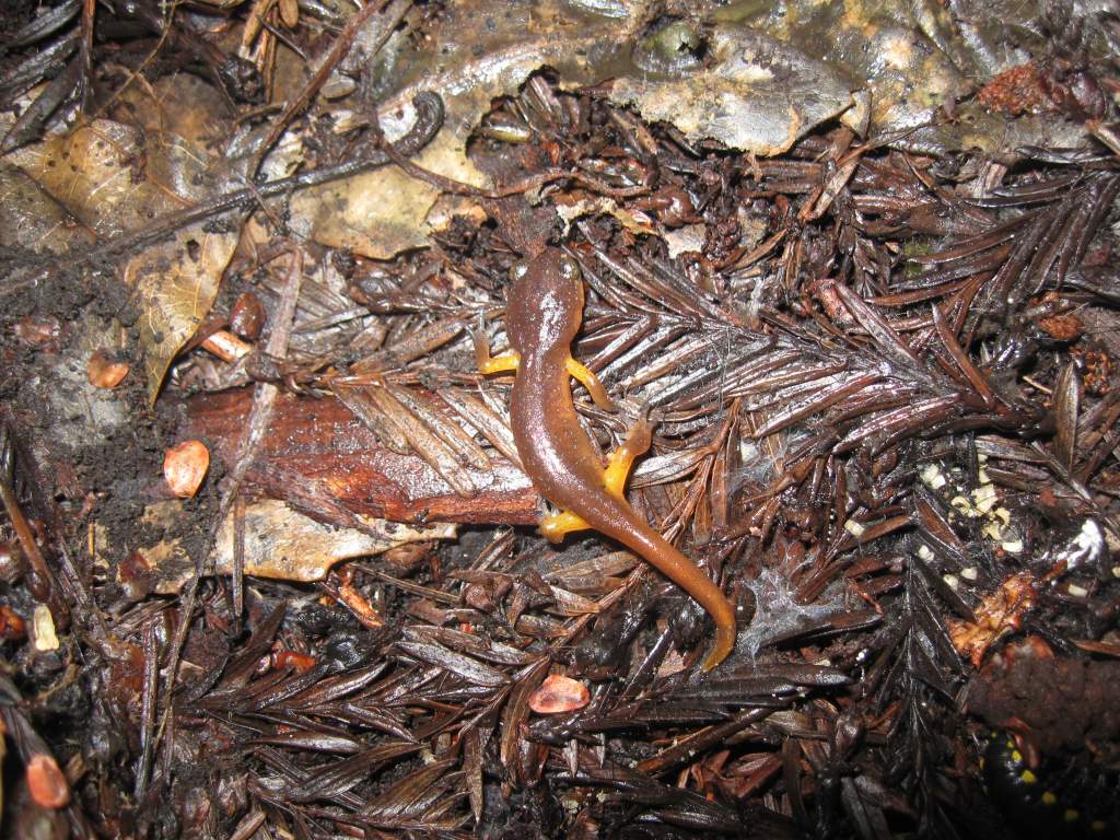 Ensatina eschscholtzii xanthoptica, Santa Cruz County