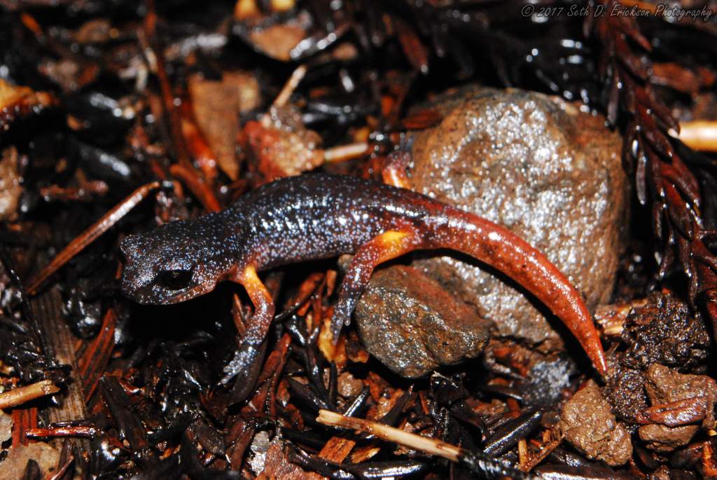 Ensatina eschschooltzii oregonensis/xanthoptica hybrid juvenile