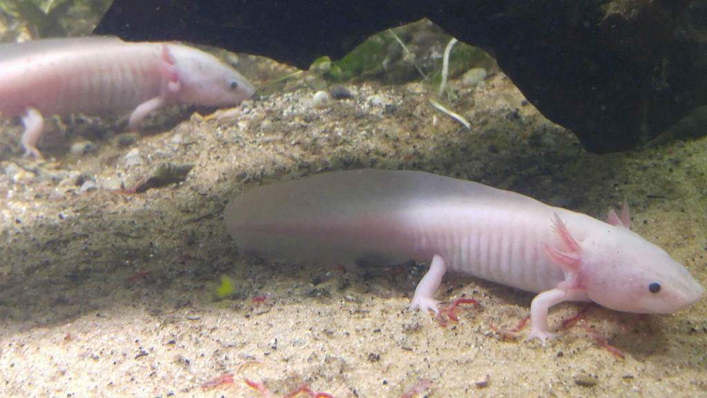 Enzi in the foreground, Abzu in the background