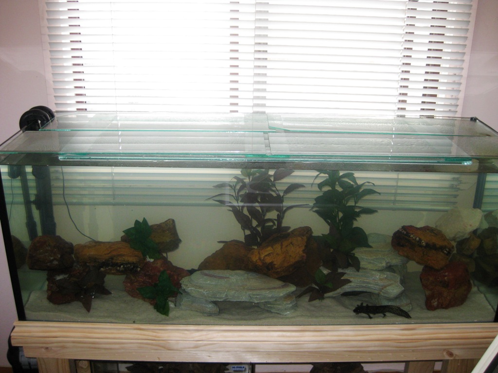 Eomer, Eowyn and Leia's Tank