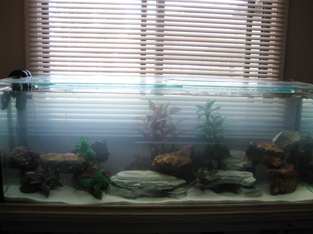 Eomer, Eowyn and Leia's Tank