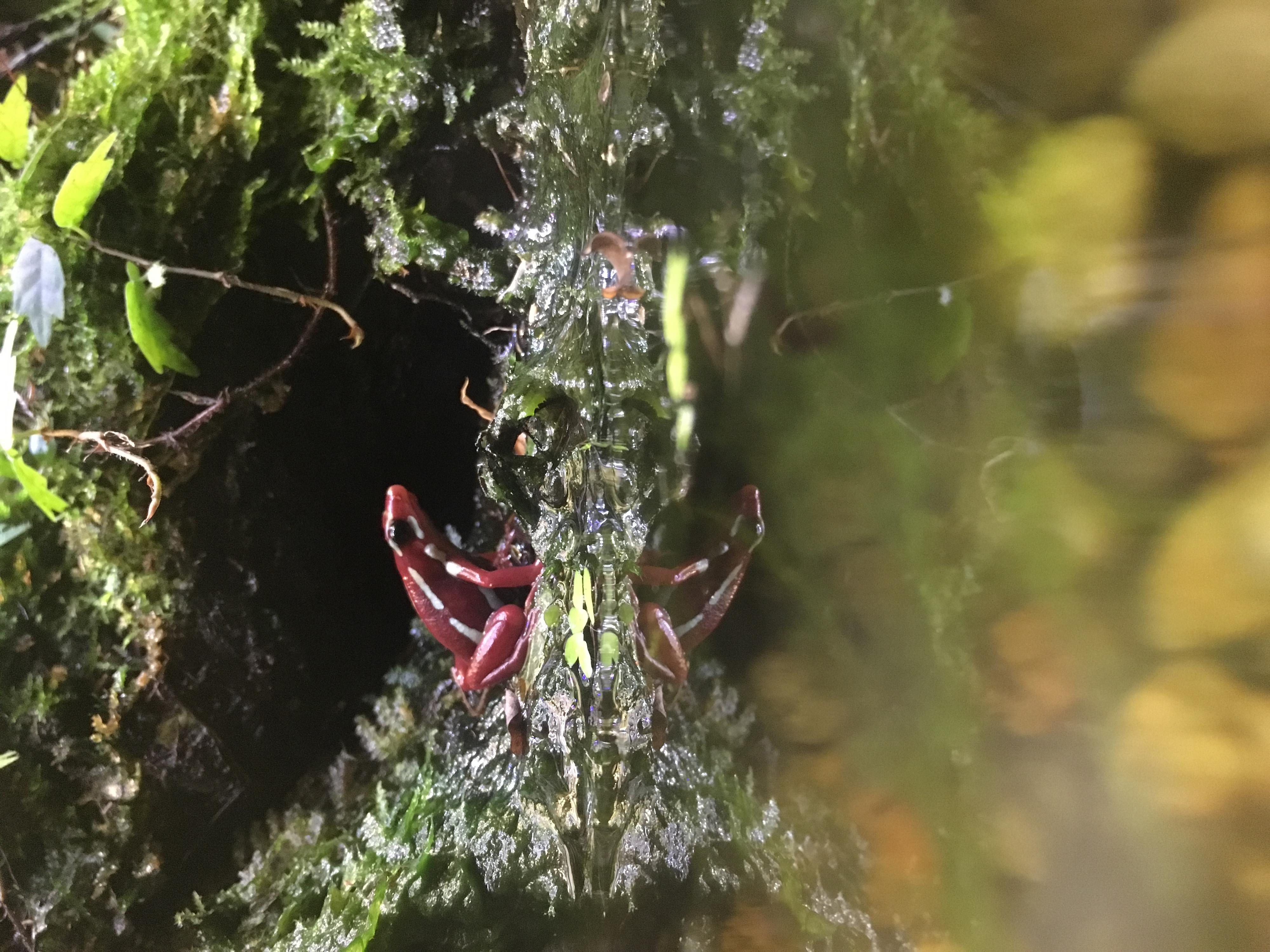 Epipedobate tricolor