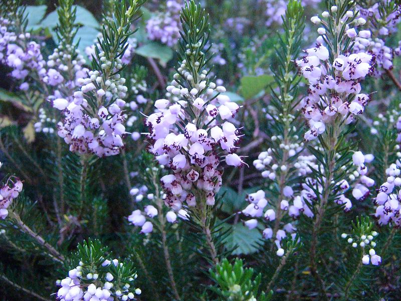 Erica vagans