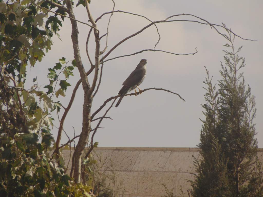 Eurasian sparrowhawk. Arguably my best photos ever. Female