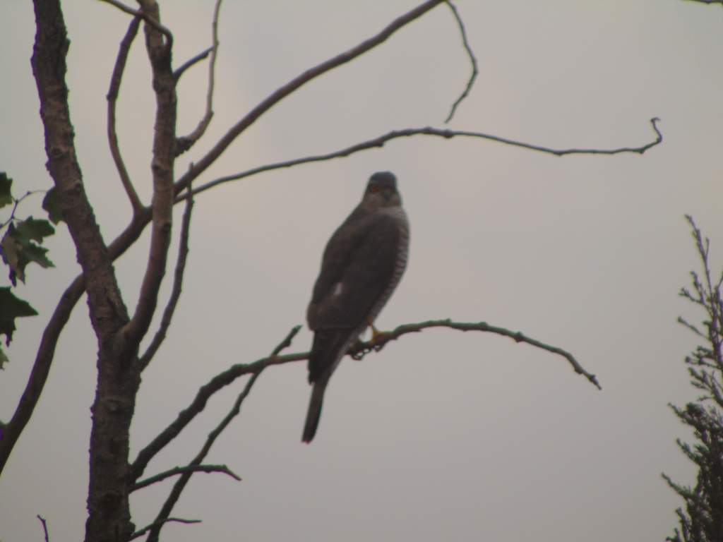 Eurasian sparrowhawk. Female. Looked right at the camera as I was taking photos/recording it