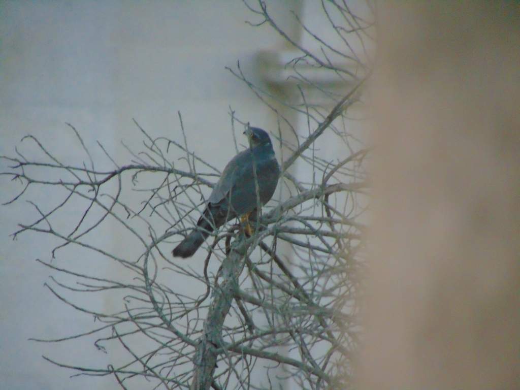 Eurasian sparrowhawk. Finally managed to get good photos of it, and its mate