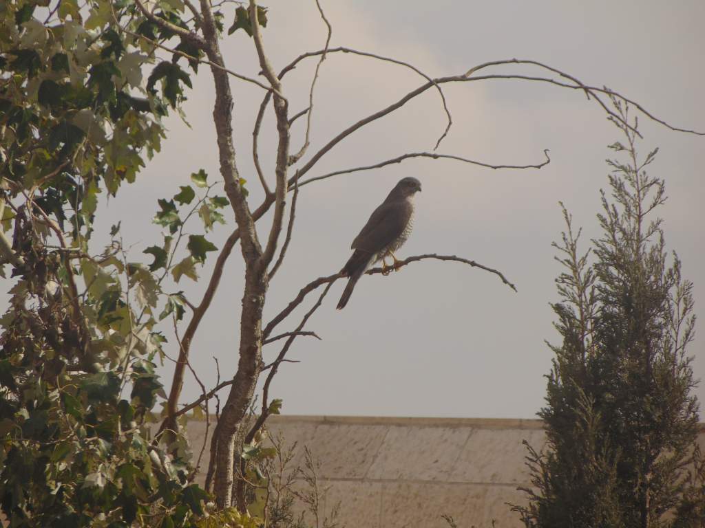 Eurasian sparrowhawk. Same female in the last photo