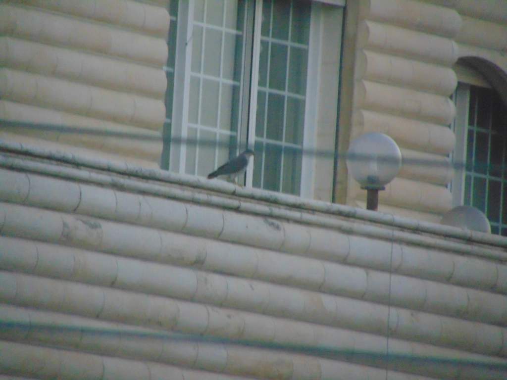 Eurasian sparrowhawk. The male I managed to get photos of. Perched on the side of a building