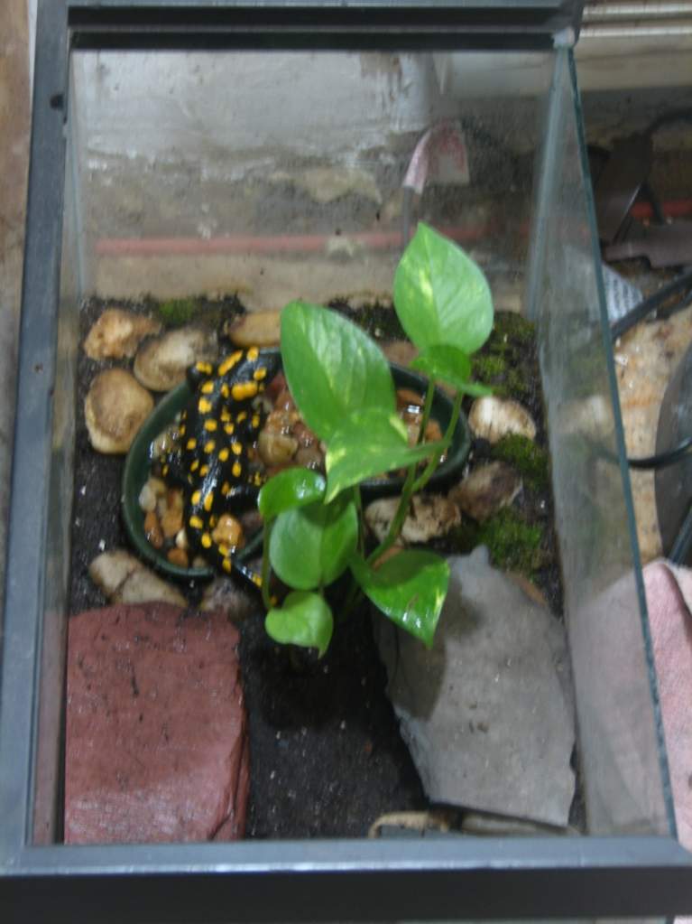 European fire salamander (juvenile)