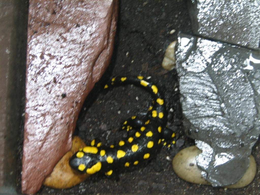 European fire salamander (juvenile)