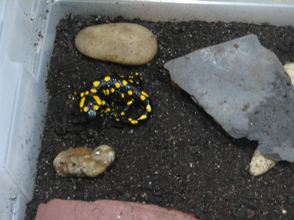 European fire salamander (young adult)