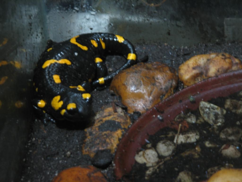 European fire salamander