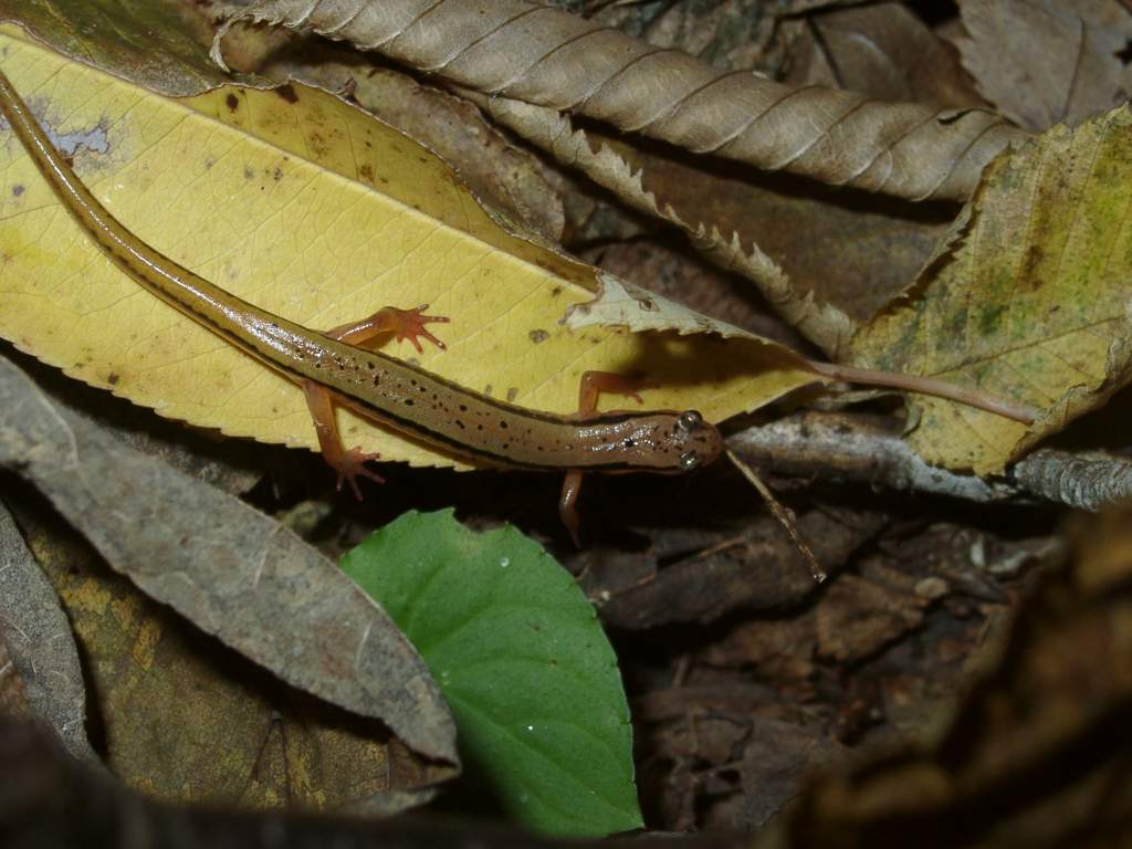 Eurycea wilderae