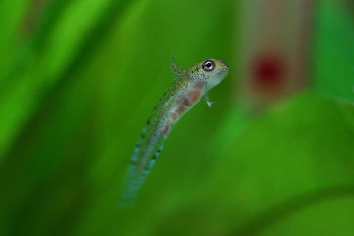 Eva Bockova   Triturus marmoratus