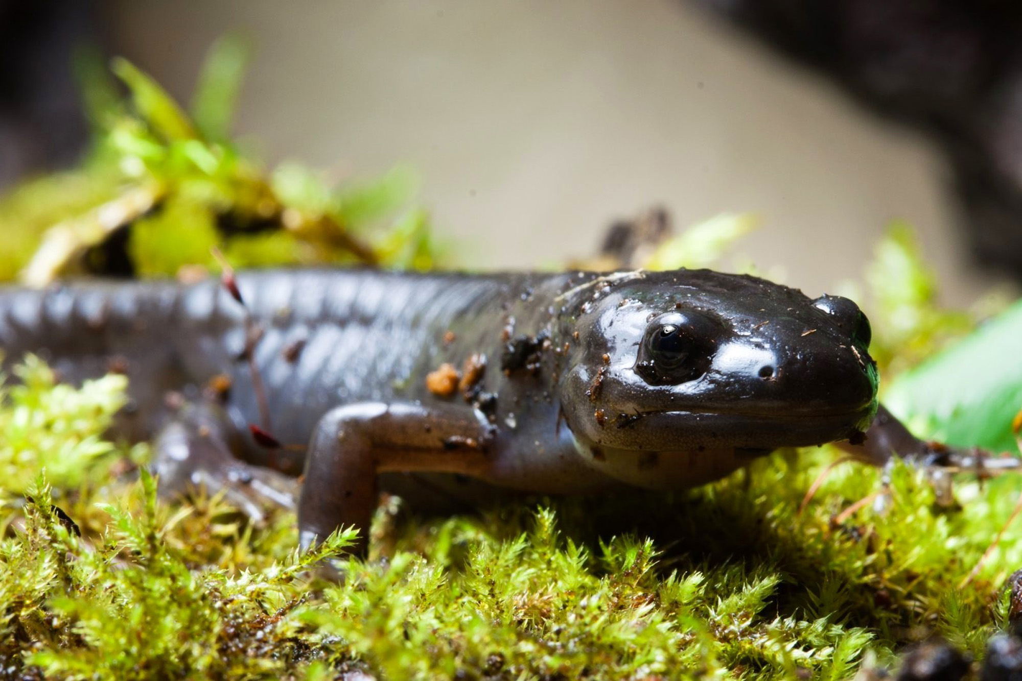 Evan Marx - Ambystoma gracile