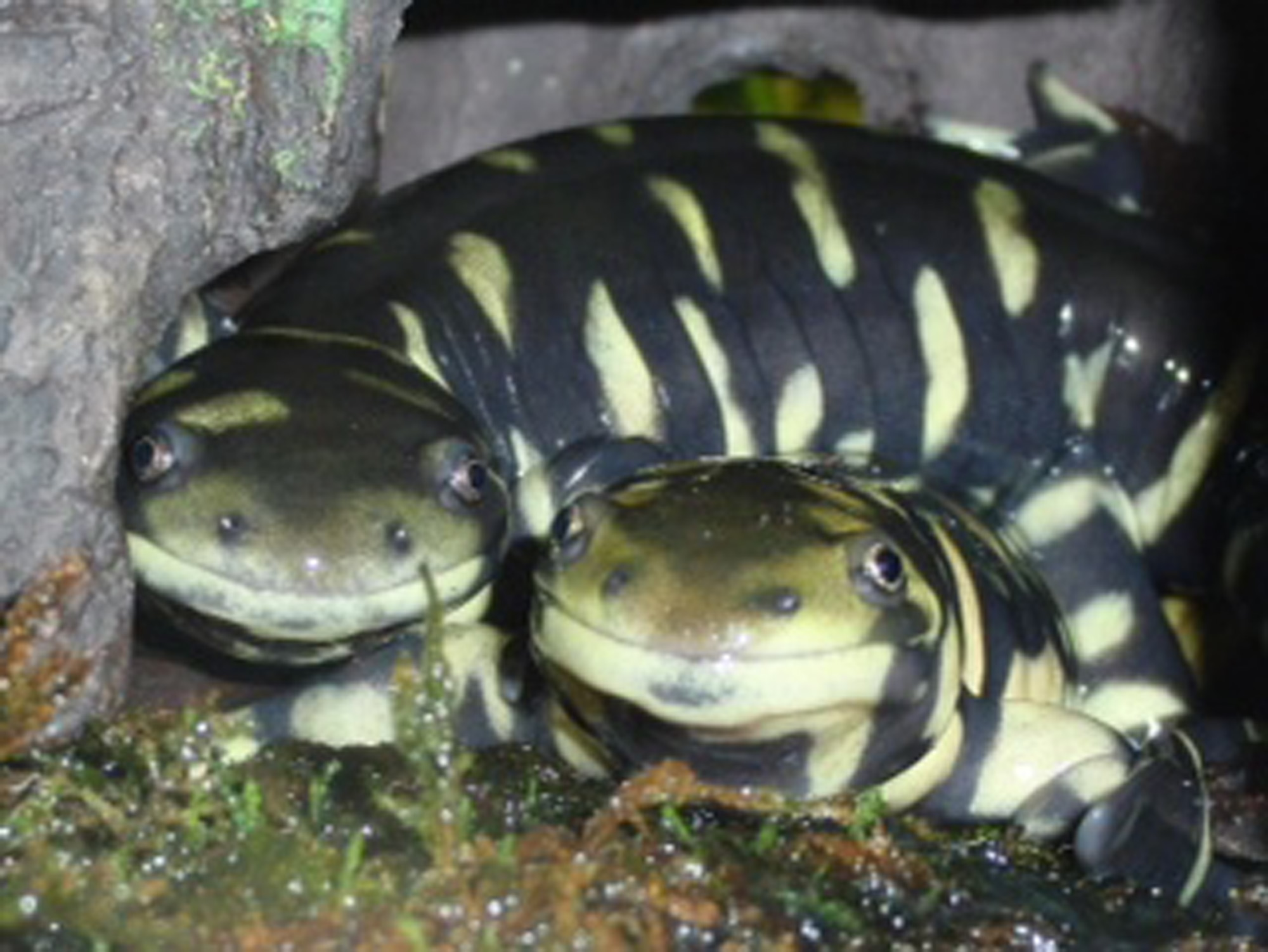 Evan Marx - Ambystoma mavortium mavortium