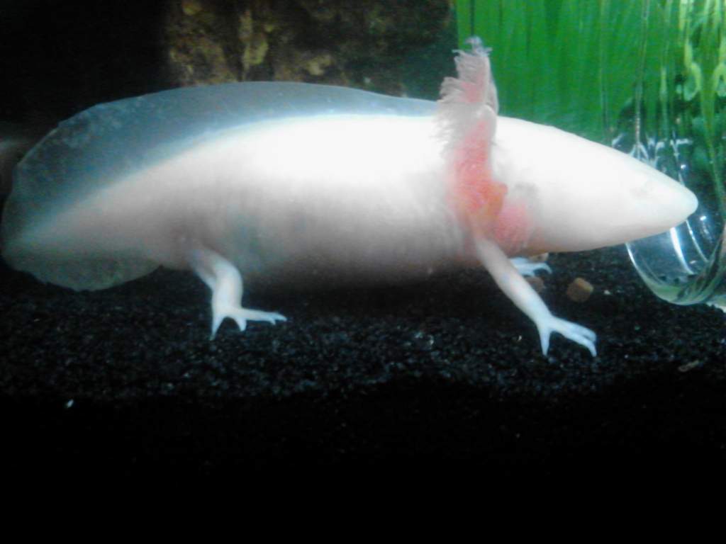 fat little albino