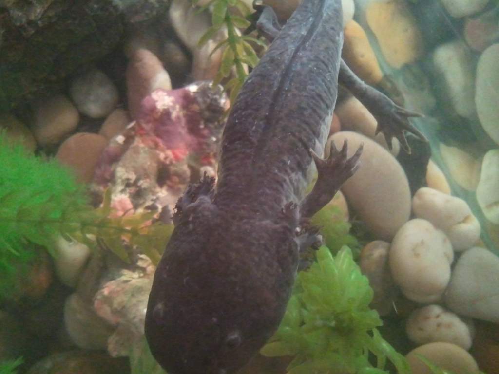 FatAmys chewed gills.