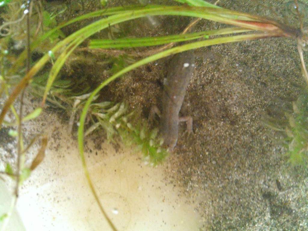 Female Alpine Newt 21/4/14