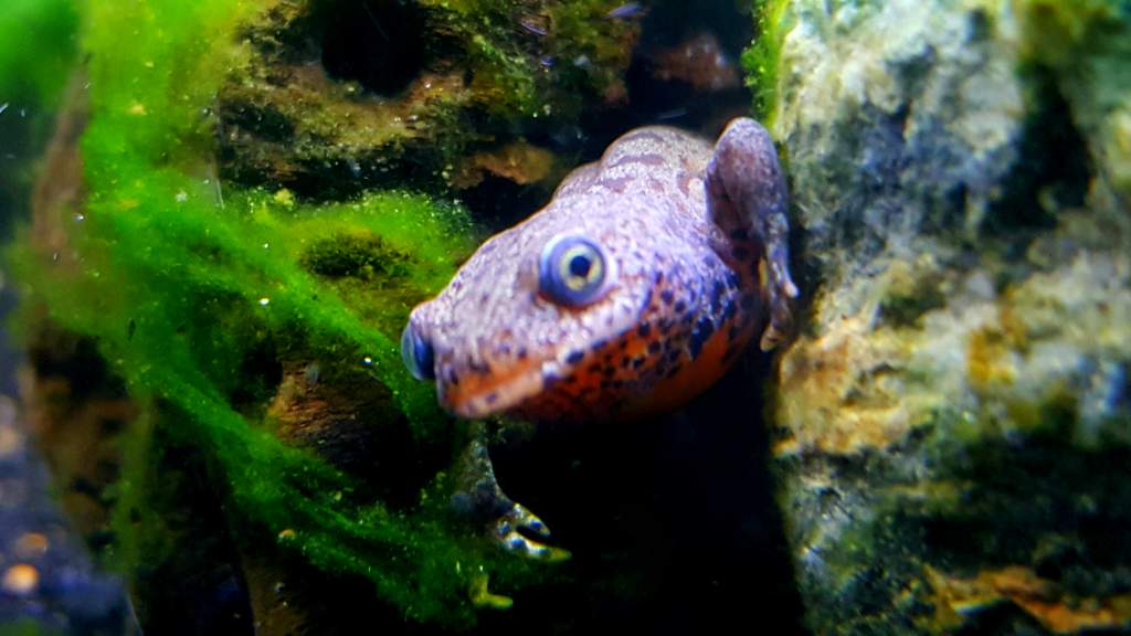 Female Alpine Newt (Ichthyosaura alpestris) taking a peek!