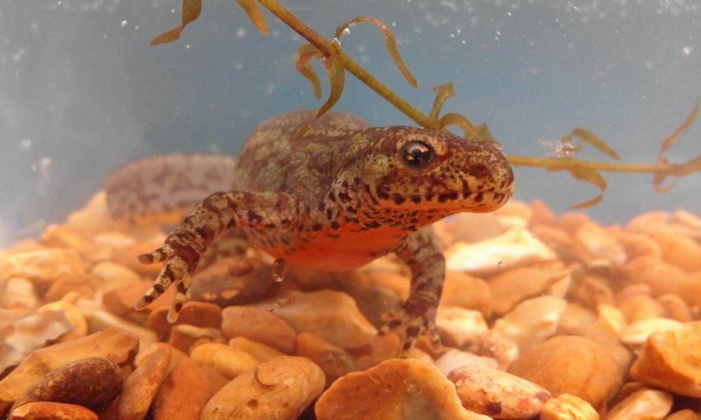 Female alpine newt