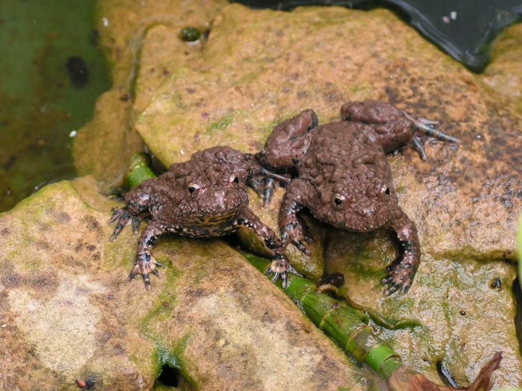 Female and male maxima are waiting for feed